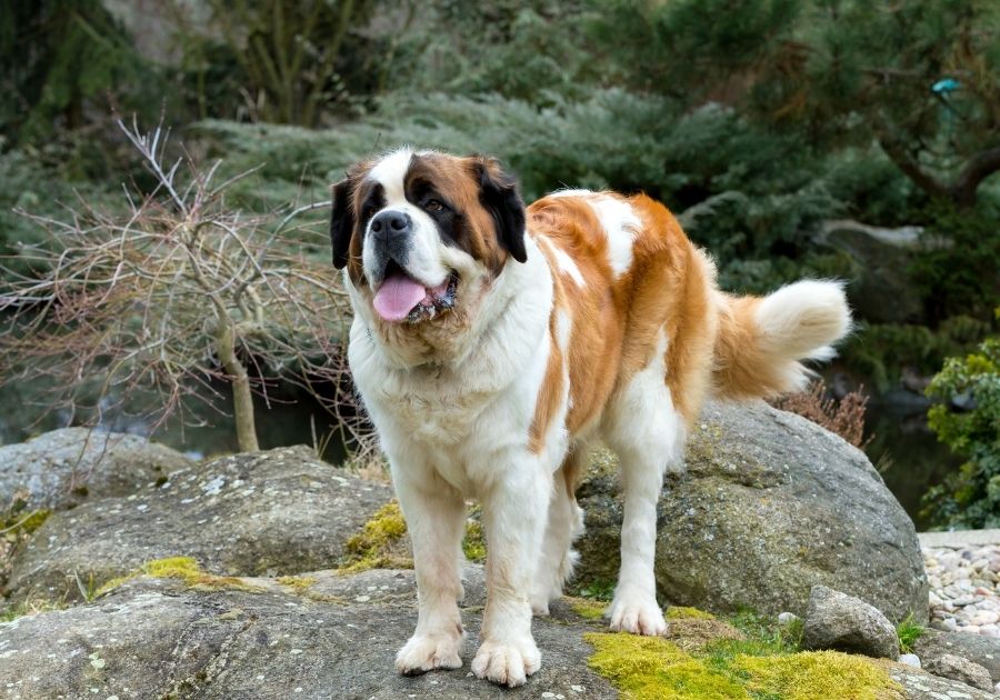 St Bernard Dog Standing on Rock