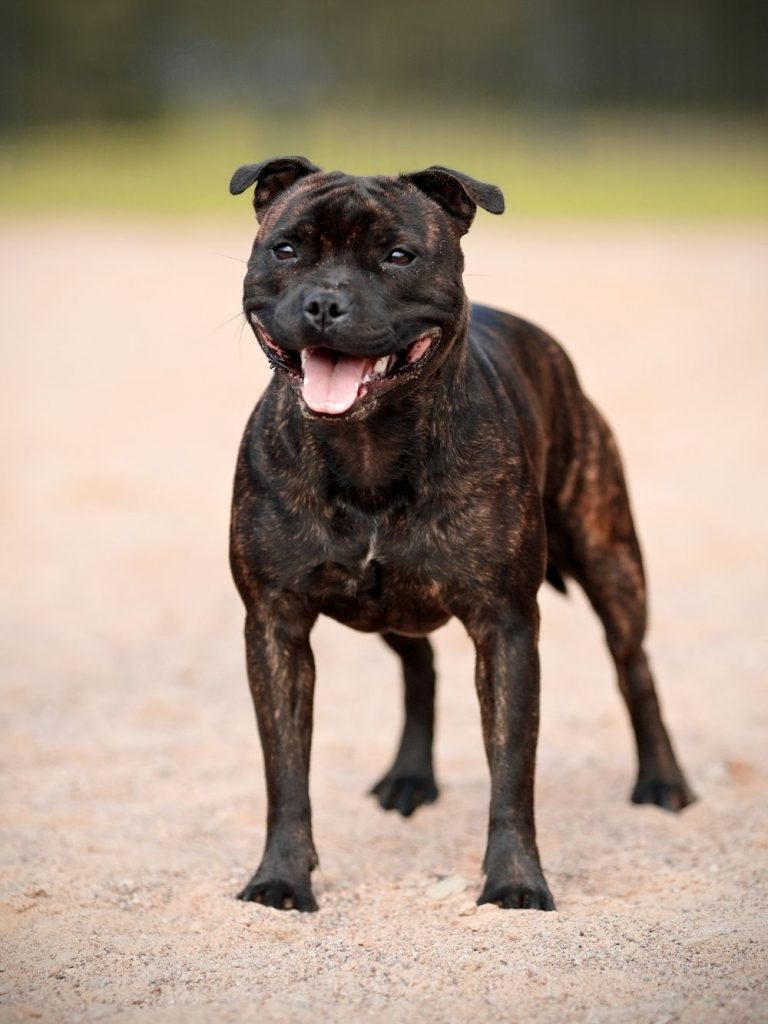 Staffordshire Bull Terrier Dog Standing Outdoor Smiling