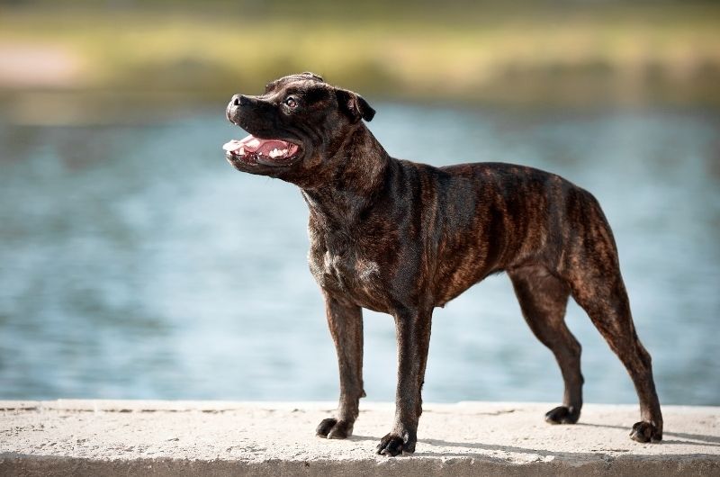 Staffordshire Bull Terrier Dog