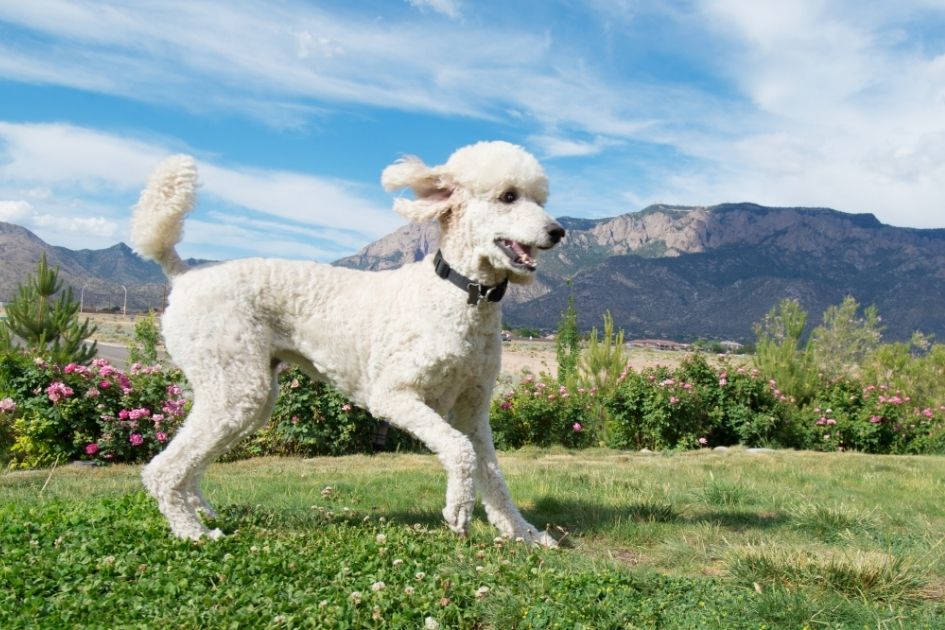 Groomed White Standard Poodle Walking on Field
