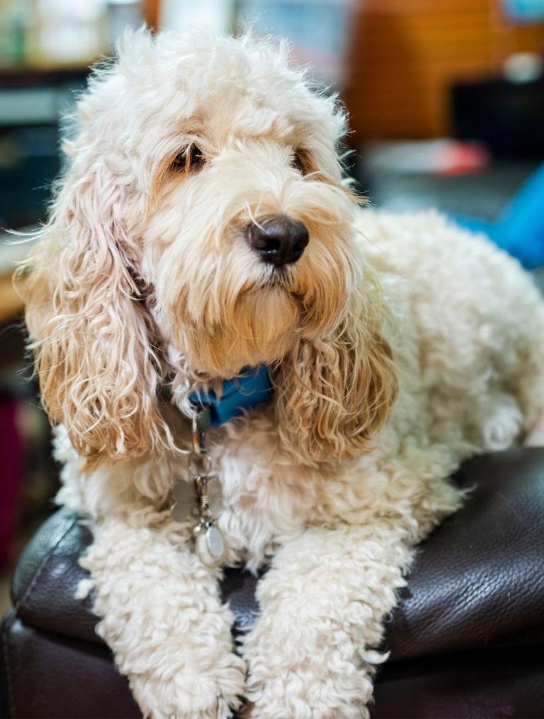 Cockapoo Full Grown Sizes Standard, Mini, Toy & Teacup Puplore