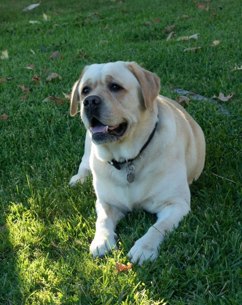 Stocky Yellow English Labrador Retriever Resting on Grass