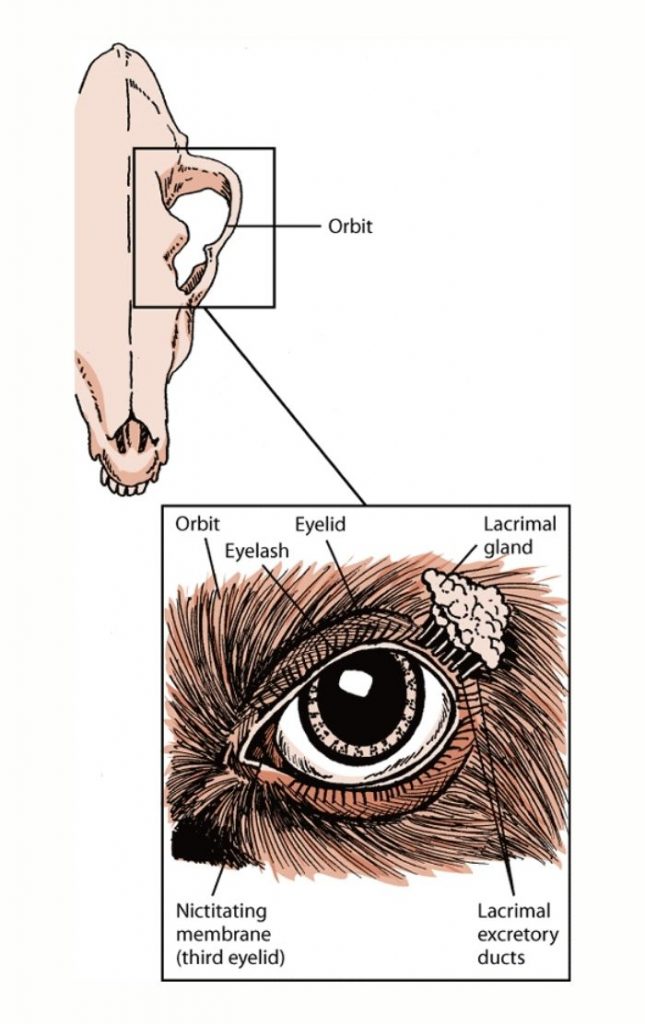 Structure of the Dog's Eyes