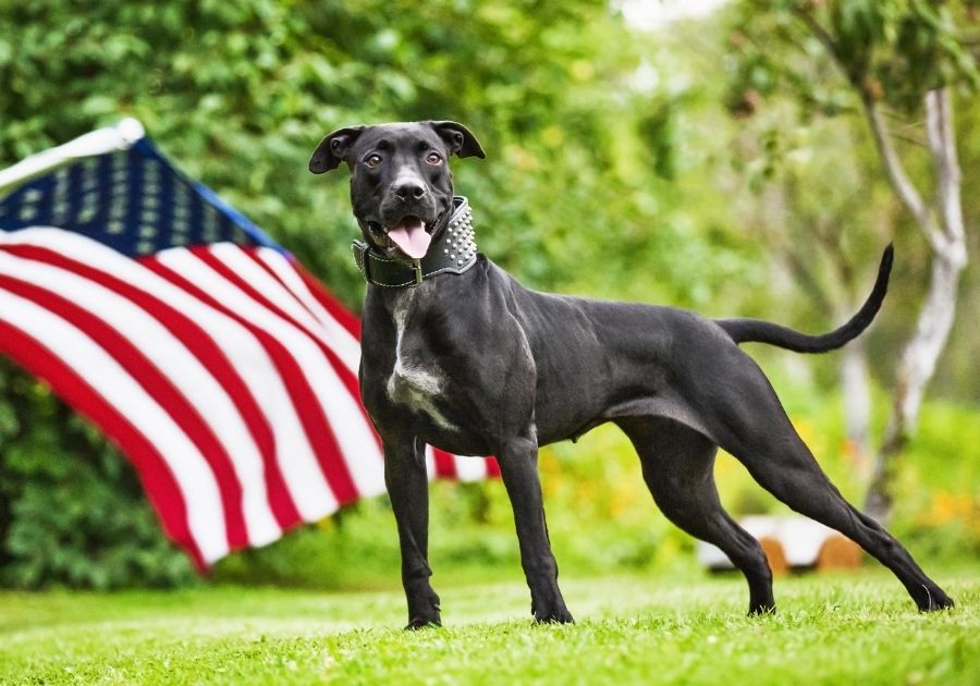Sturdy American Pit Bull Terrier Standing Near US Flag