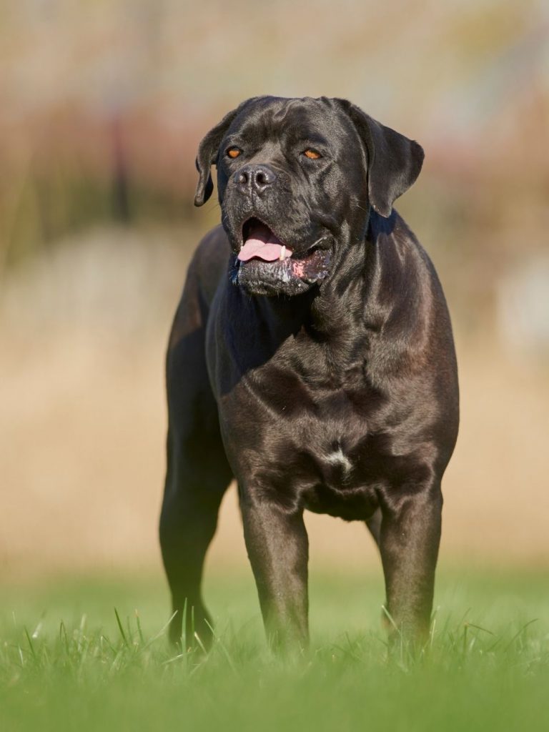 Sturdy Black Cane Corso Dog Standing Facing Forward