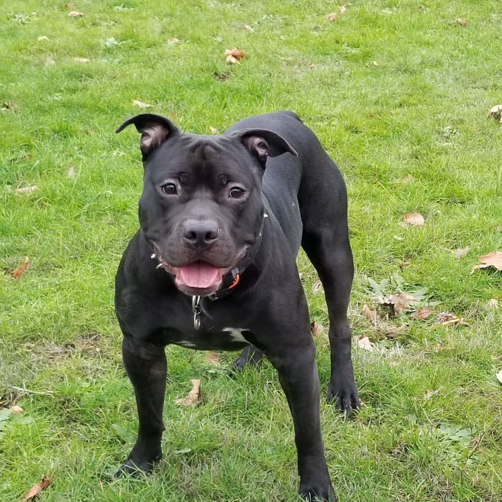 Sturdy Black Pitbull Standing on Grass