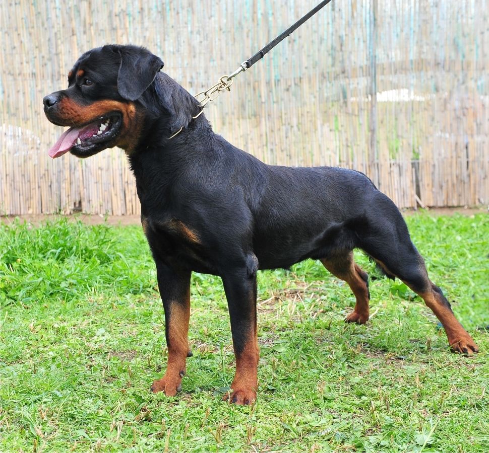 Sturdy Black and Tan Rottweiler Dog Standing on Leash