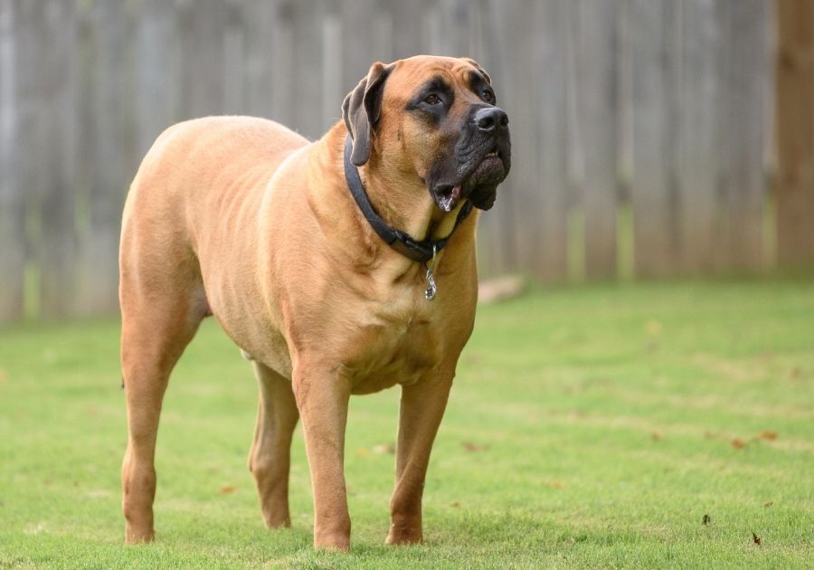 Sturdy English Mastiff Standing on Guard