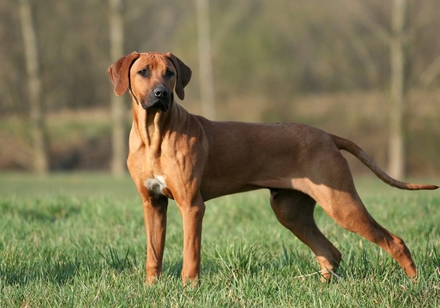 Sturdy Ridgeback Dog Standing on Grass