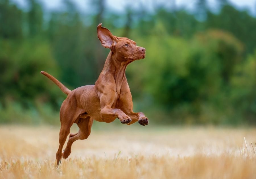 Sturdy Vizsla Dog Leaping Outdoors