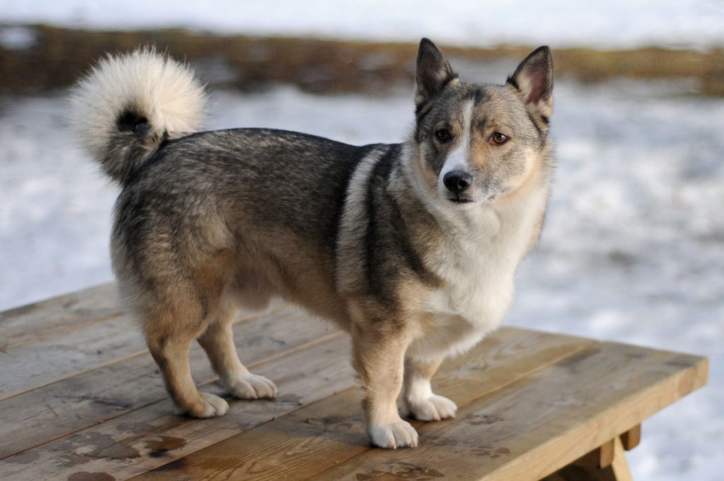 Swedish Vallhund Dog Breed