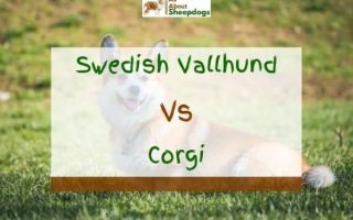 Swedish Vallhund vs Corgi – What’s The Difference?