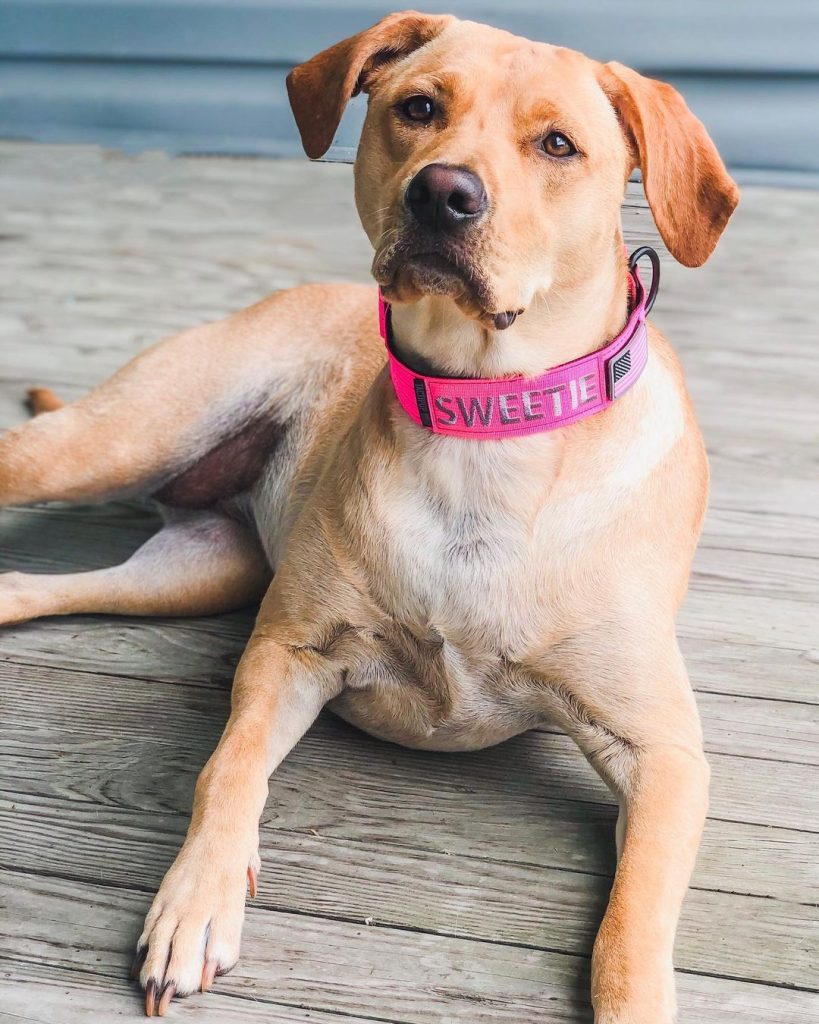 Sweetie - A Rhodesian Labrador Mix Dog Resting on Floor