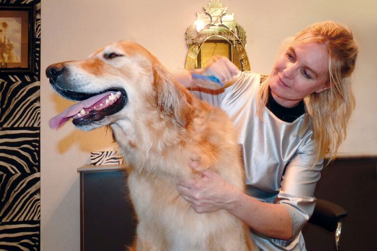 Labrador Retrievers 7 Best Brushes for Them In 2023