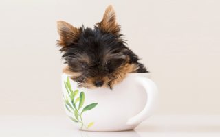 10 Teacup Poodle Facts You Didn’t Know