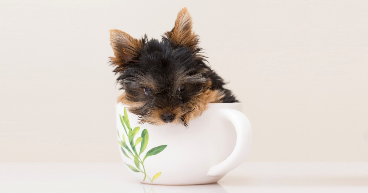 Teacup Poodle Facts You Didn't Know