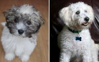 21 Teddy Bear Dog Breeds: Shichon, Schnoodle, More