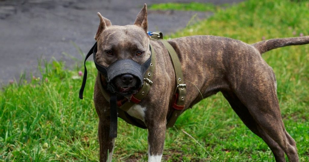 The 20 Most Dangerous Dog Breeds In The World