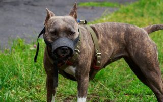 20 Most Dangerous Dog Breeds You Mustn’t Mess With