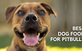 10 Best Dog Food For Pitbulls In 2022 (Reviews)