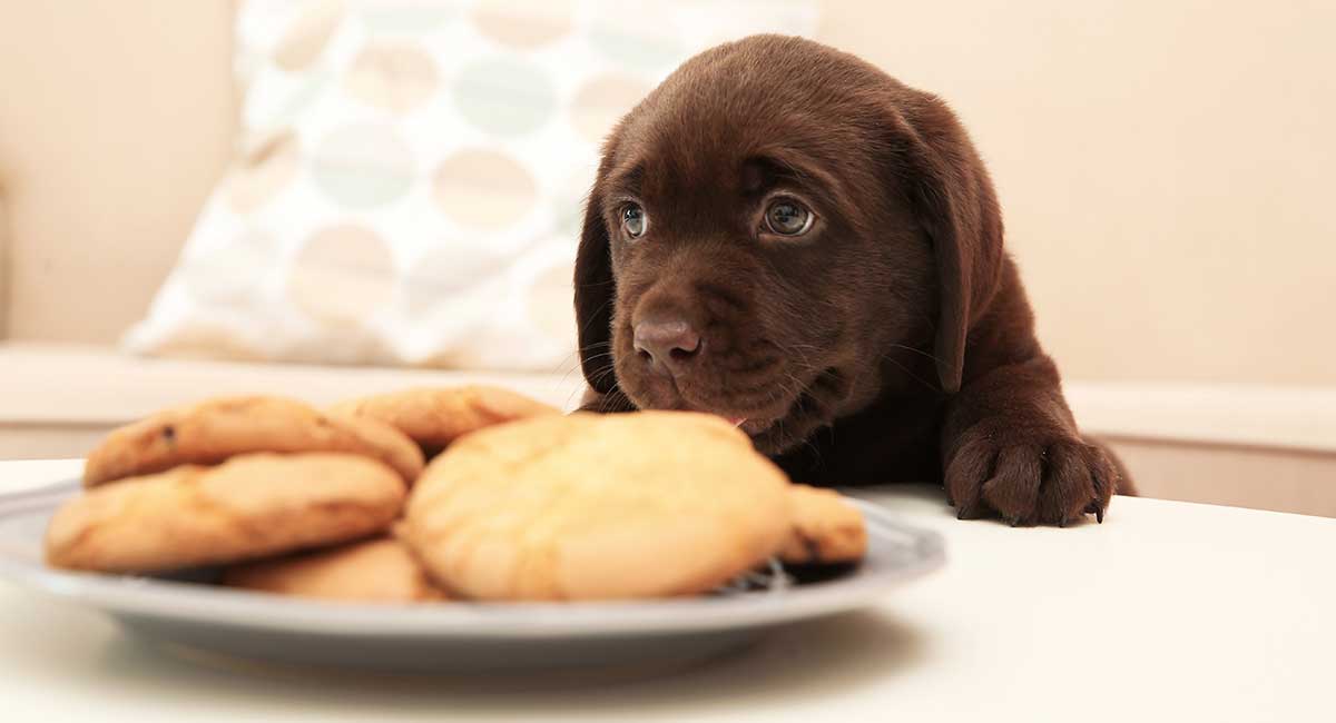 The Best Dog Food for Labrador Puppies