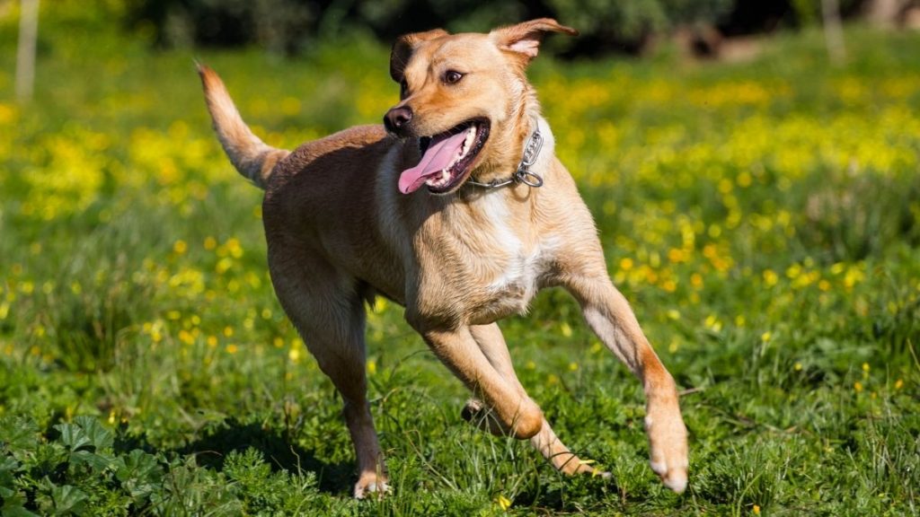 Labrador Retriever Exercise: How Much Is Enough? | Puplore