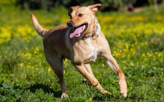 Labrador Retriever Exercise: How Much Is Enough?