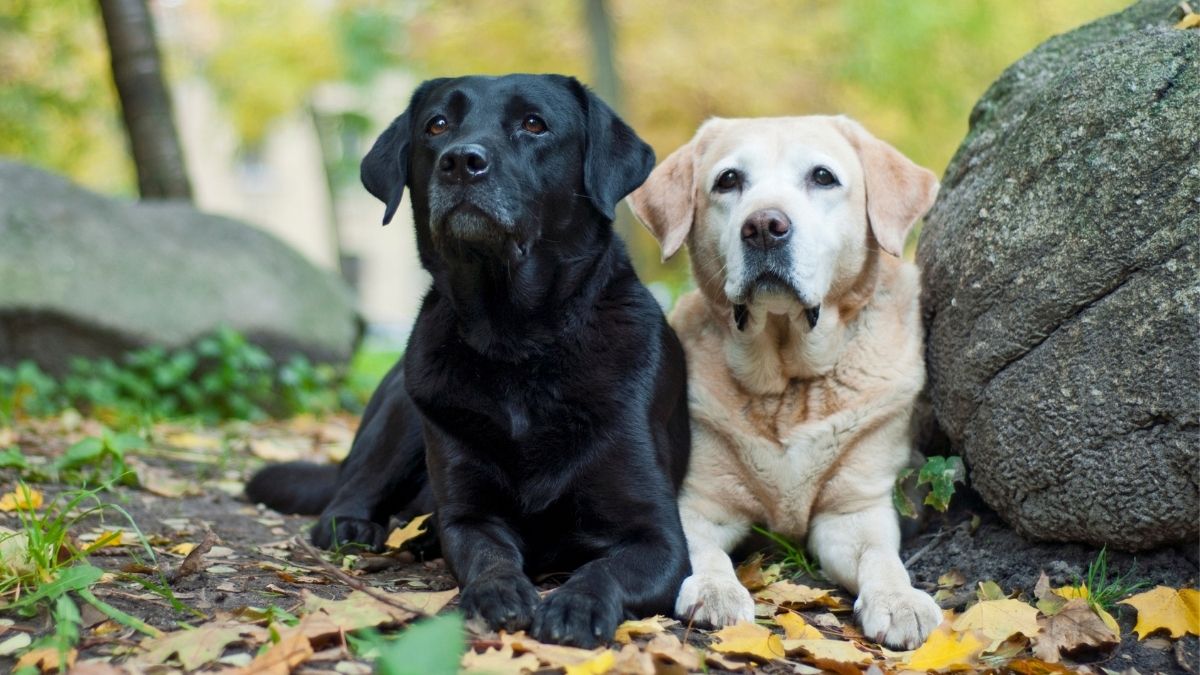 The Difference Between Labrador And Labrador Retriever