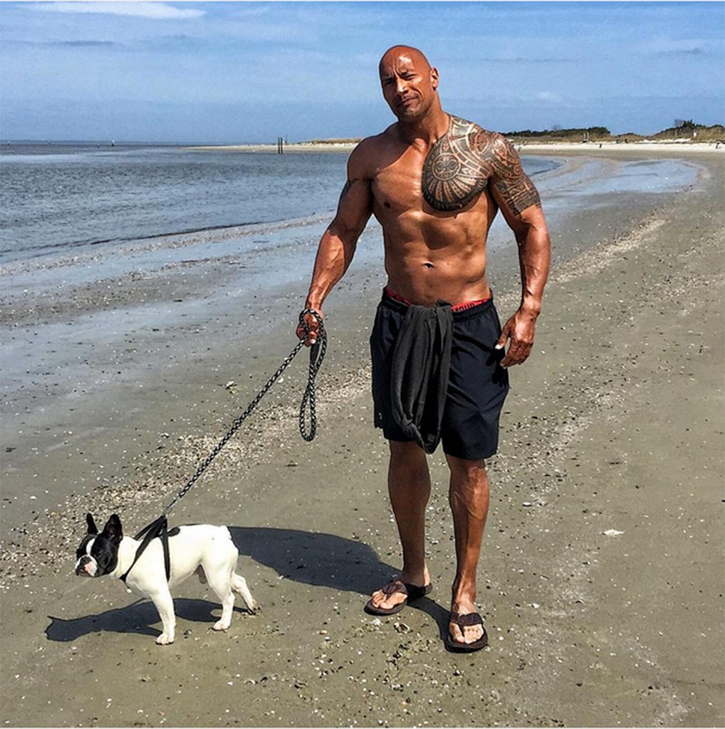 The Rock Dwayne Johnson's French Bulldog Hobbs