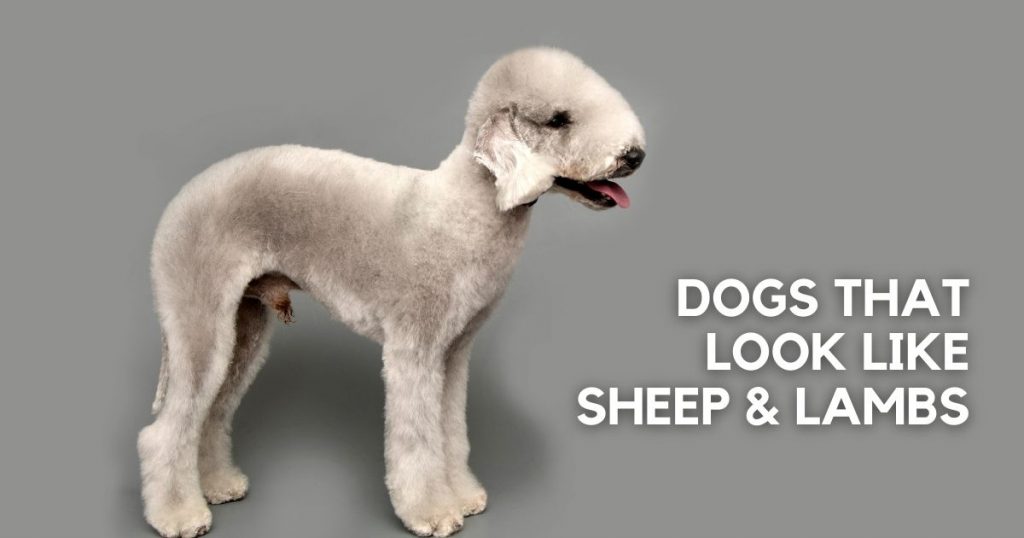There's a Dog That Looks Like a Sheep and Lamb