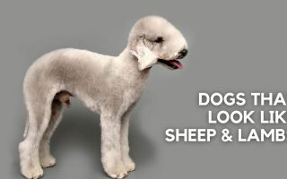 There’s A Dog That Looks Like A Sheep & Lamb