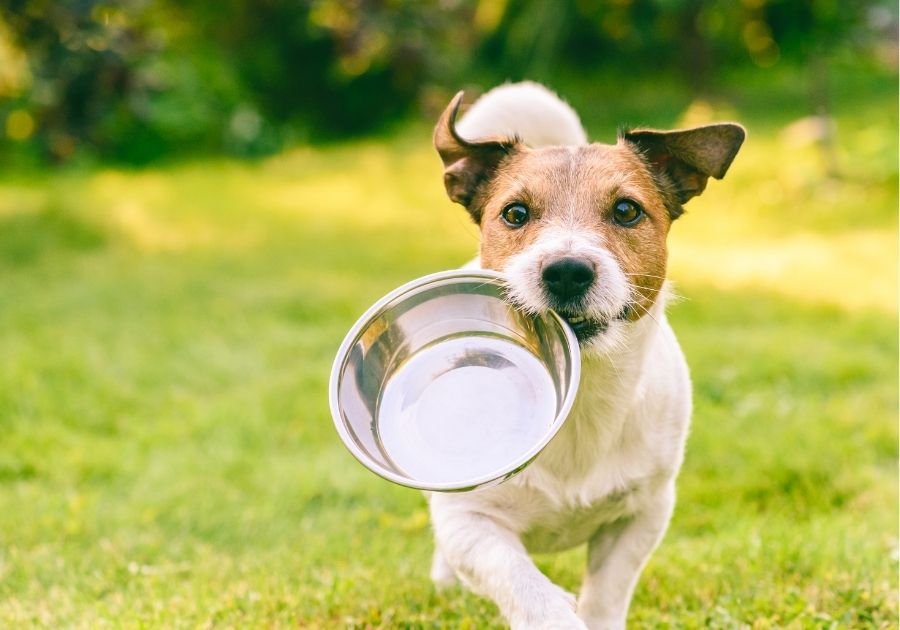 Thirsty Dog Fetches Metal Bowl to Get Water