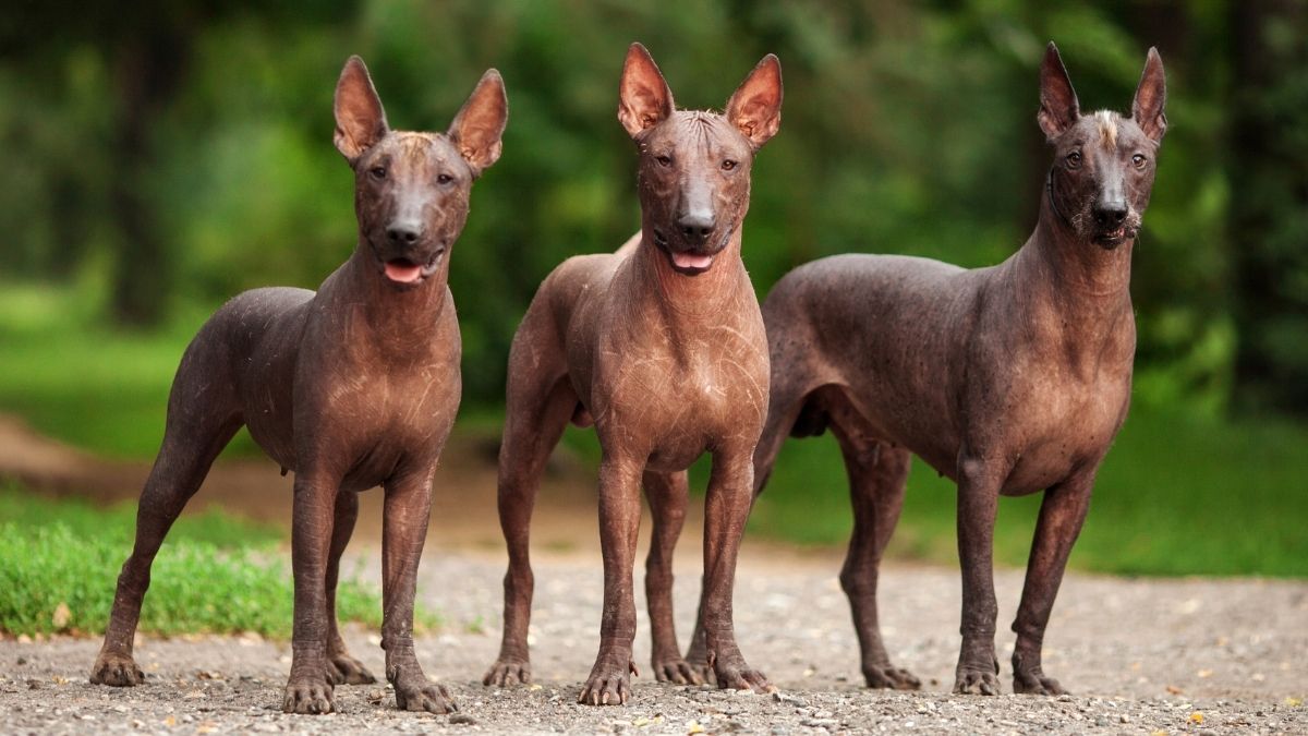 55 Best Non-Shedding Dogs (Small & Large Breeds) | Puplore