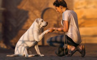 How to Train a Labrador Retriever – 3 Important Training Tips