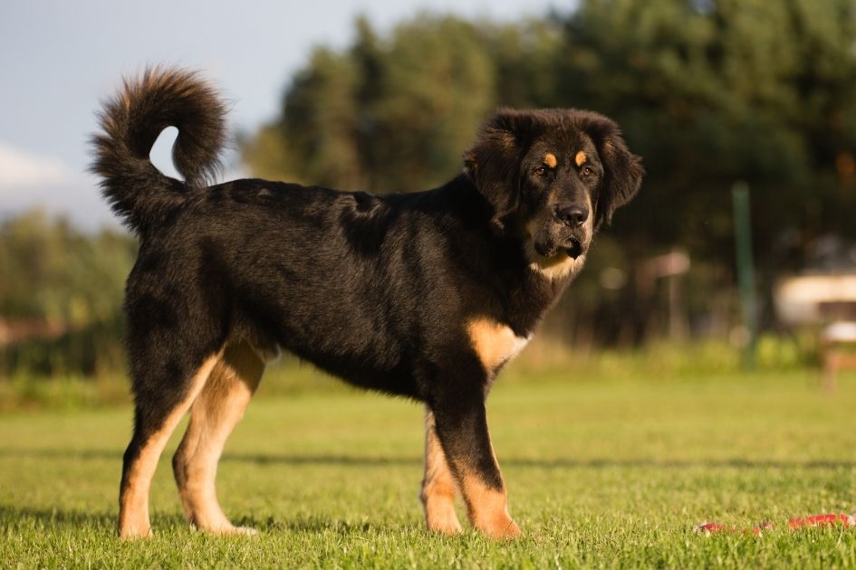 Tibetan Mastiff Dog Breed