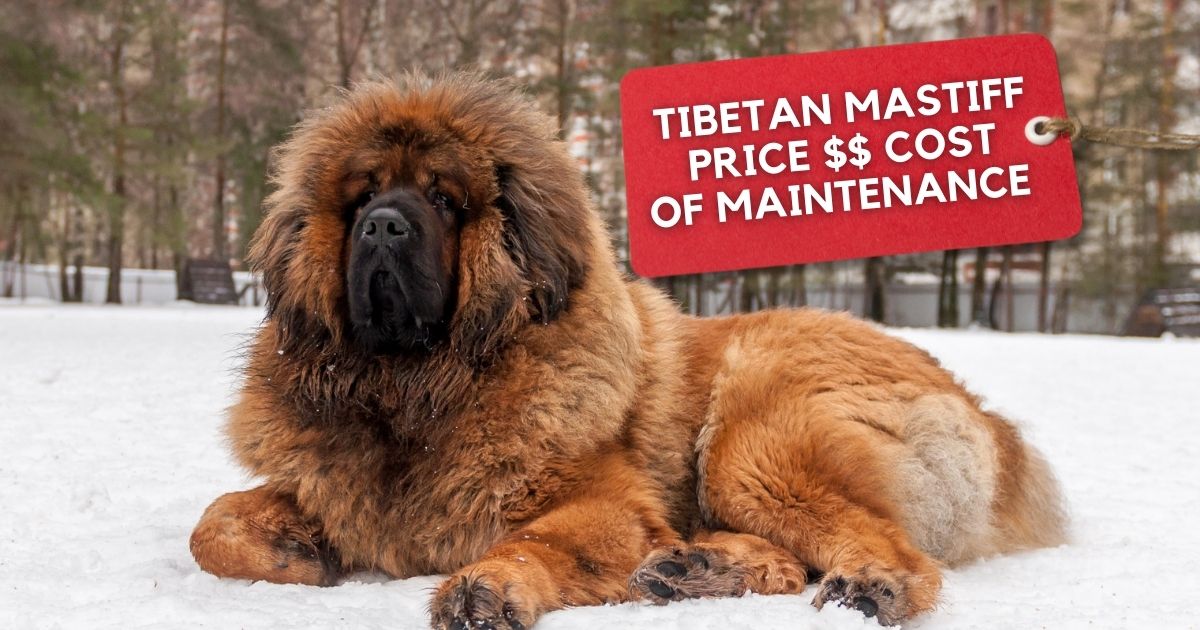 Tibetan Mastiff Price, Maintenance Costs and Tips