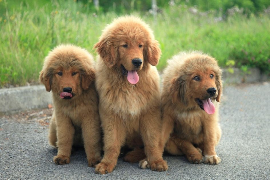 Tibetan Mastiff Puppies Sitting on Pavement