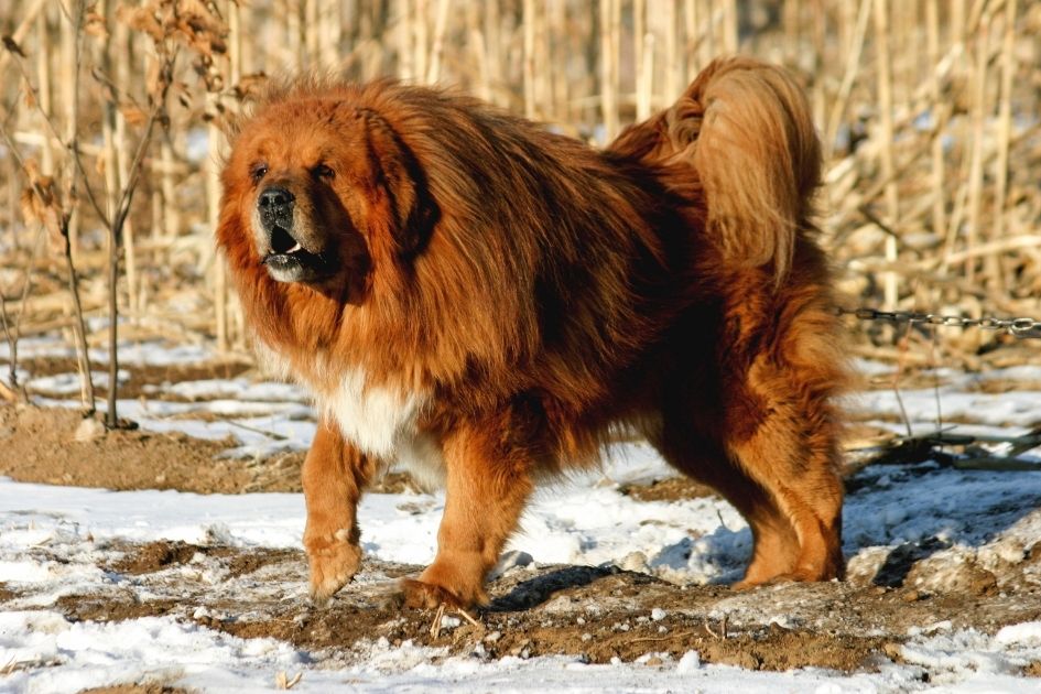 Tibetan Mastiff Standing on Snow