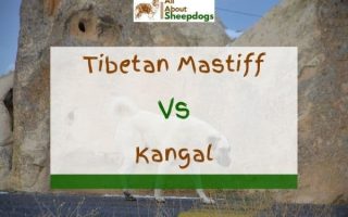Tibetan Mastiff vs Kangal – A Comparison