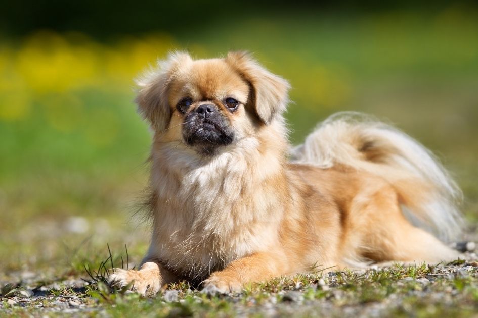 Tibetan Spaniel Dog Lying on Grass