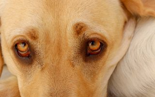 Aggressive Labrador Retriever: Top 7 Tips to Deal with It