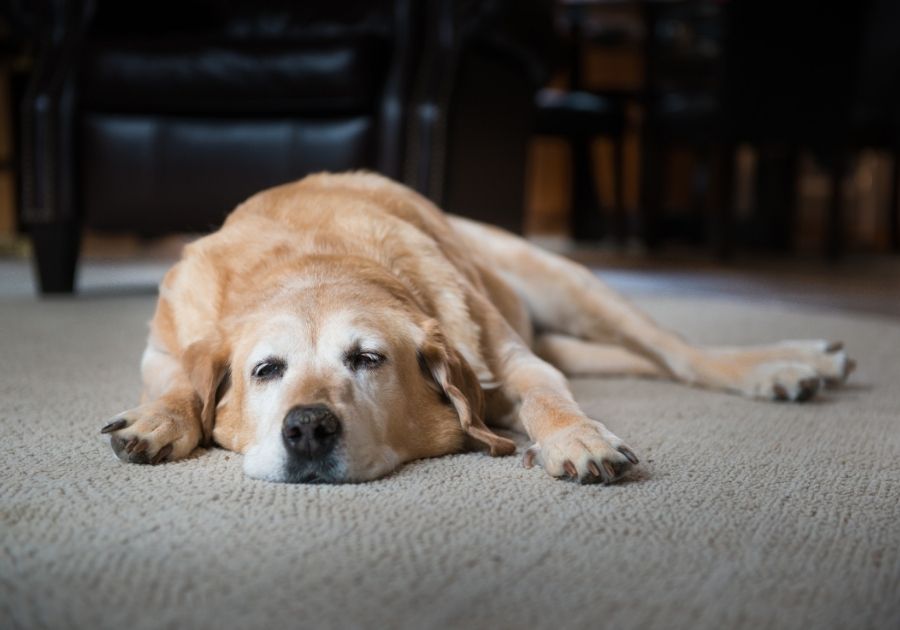 Tired Old Dog Laying on Floor