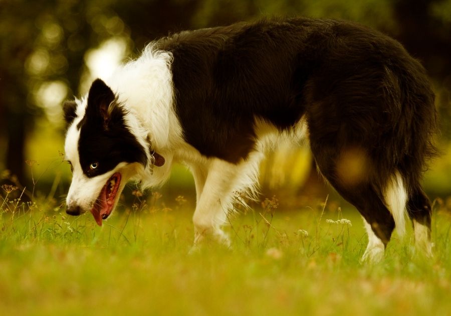 Tired and Dehydrated Border Collie Pup in Summer