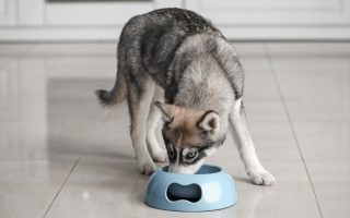 10 Best Dog Food For Huskies (Review & Feeding Chart)
