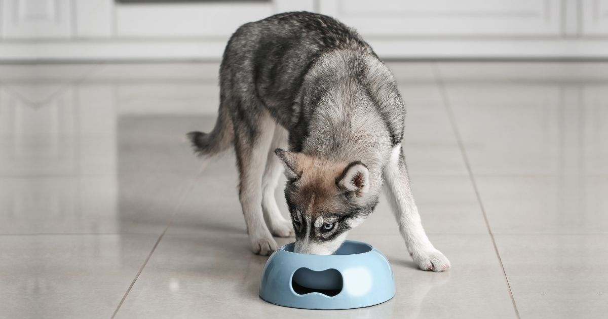 Top 10 Best Dog Food For Huskies (Review & Feeding Chart)