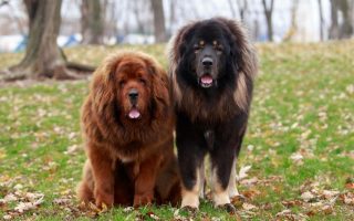 Top 10 Most Expensive Dog Breeds In The World Ranked
