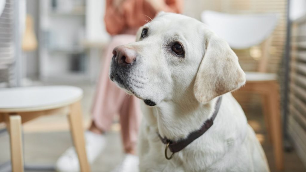 Dog Boundaries: 10 Reasons & Tips For Building Boundaries | Puplore