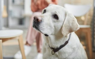 Dog Boundaries: 10 Reasons & Tips For Building Boundaries