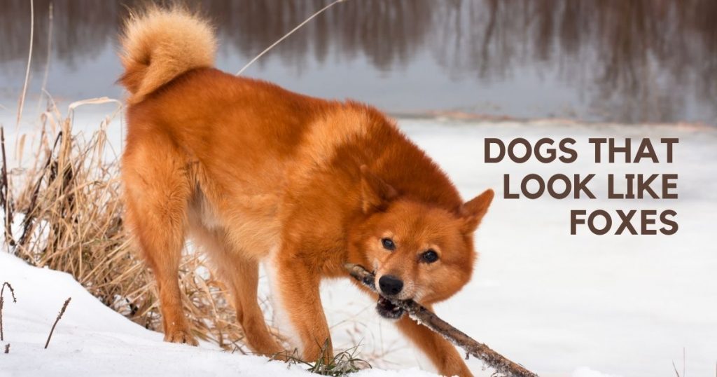 Top 15 Dogs That Look Like Foxes (w Pictures)