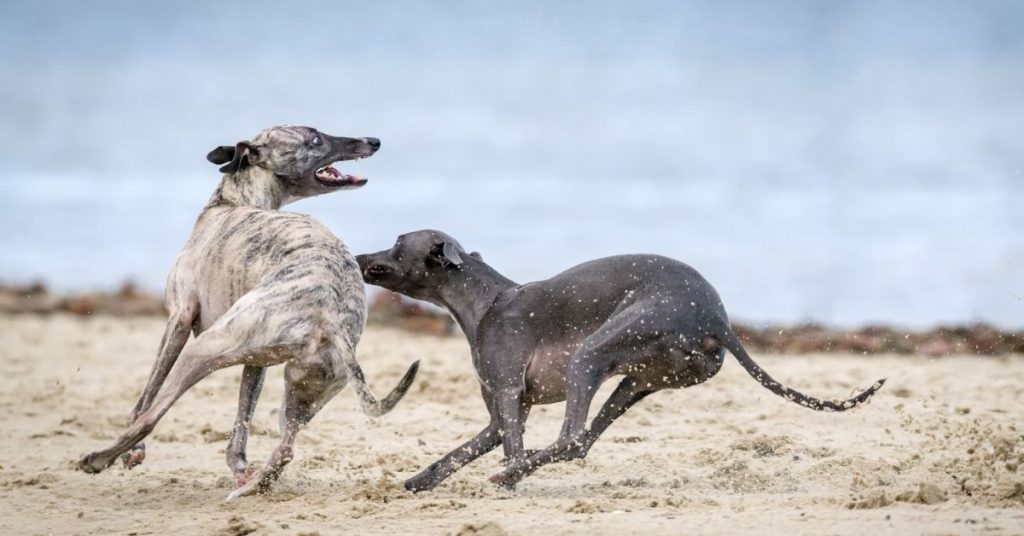 Can Live Outside? (Explained And Solved!) Puplore